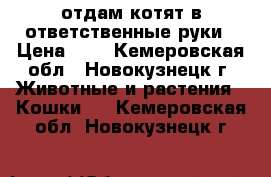 отдам котят в ответственные руки › Цена ­ 1 - Кемеровская обл., Новокузнецк г. Животные и растения » Кошки   . Кемеровская обл.,Новокузнецк г.